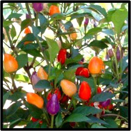 Pepper seeds Bolivian Rainbow 10 seeds - Stunning!