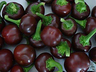 SALE 25% OFF TIL XMAS!! Pepper - Chocolate Cherry 10 seeds