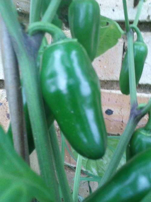 Pepper seeds Jalapeno TAM 10 seeds