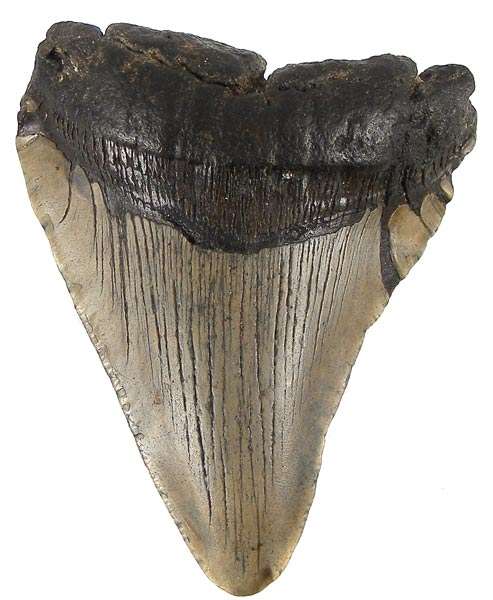 HUGE 10.5cm ANCIENT MEGALODON SHARK TOOTH! - 18 million years old! Not a Replica!