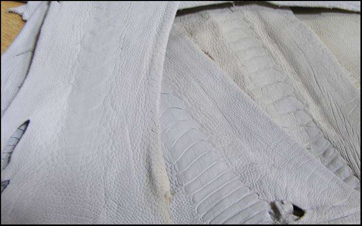 Genuine Ostrich Leather Leg Pieces - Lot of 50