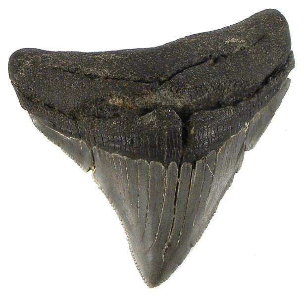 GENUINE 7cm ANCIENT MEGALODON SHARK TOOTH FOSSIL! - 18 million years old!
