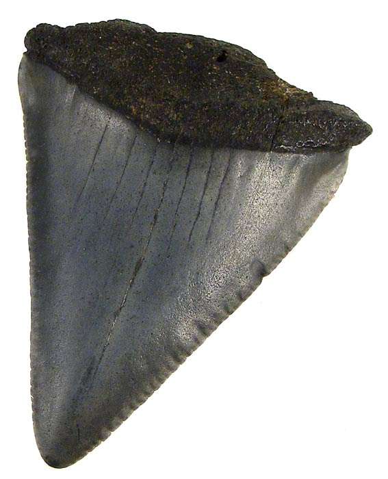 Genuine HUGE GREAT WHITE SHARK TOOTH Fossil! - millions of years old! Not a Replica!