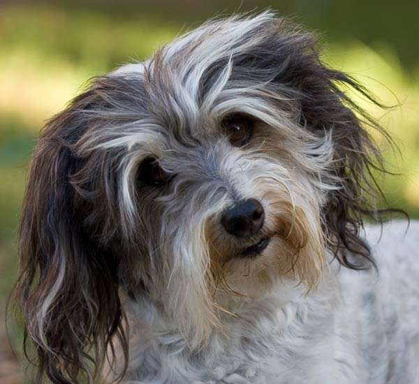 I'm selling my FIPROTEC tick and flea treatment to buy biltong!