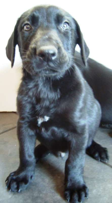 GREAT DANE CROSS PUPPIES