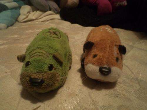 Zhu Zhu Hamsters