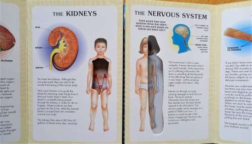 John Brook, My First Book of the Human Body