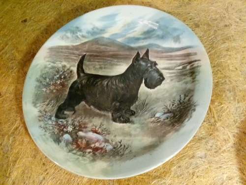 1950 Royal Doulton Scottish Terrier D5386 Plate