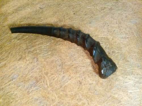 Hollow Buck Horn