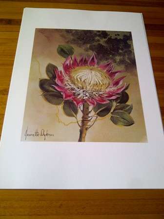 Quality Print of the King Protea by Jeanette Dykman