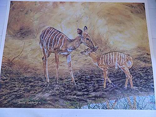 Quality Wildlife Art Calendar Print on Canvass Paper Board