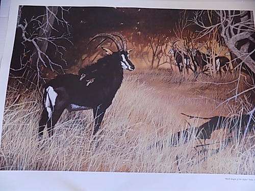 Quality Wildlife Art Calendar Print on Canvass Paper Board