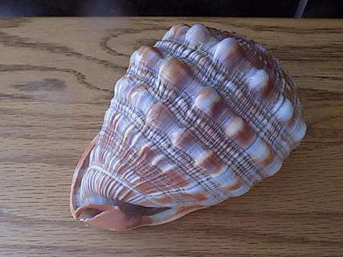 Great Looking Brown & White Sea Shell