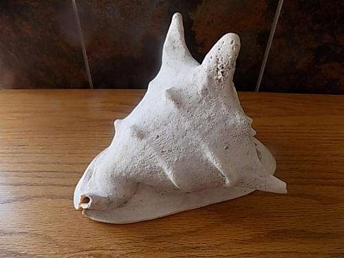 Large Decorative Genuine Sea Shell