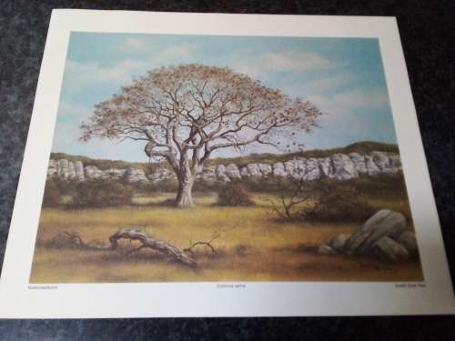 Unframed Quality Calendar Art Print Denis Murphy