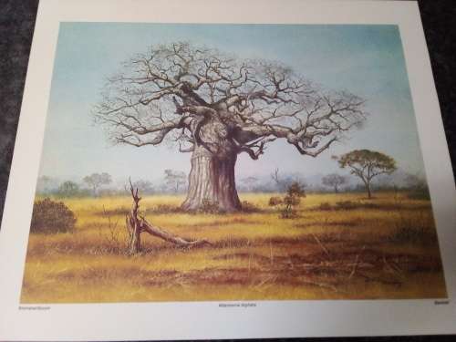 Unframed Quality Calendar Art Print Denis Murphy