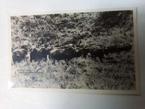 Vintage Buffalo Herd Hluhluwe Game Reserve Postcard