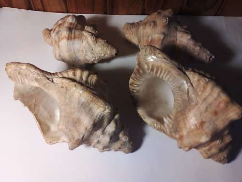 Four Solid Seashells