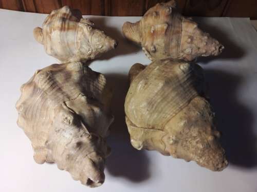 Four Solid Seashells