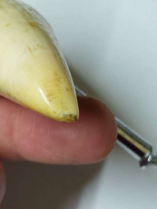Wow!! Antique whale tooth corkscrew circa 1900
