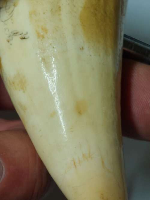 Wow!! Antique whale tooth corkscrew circa 1900