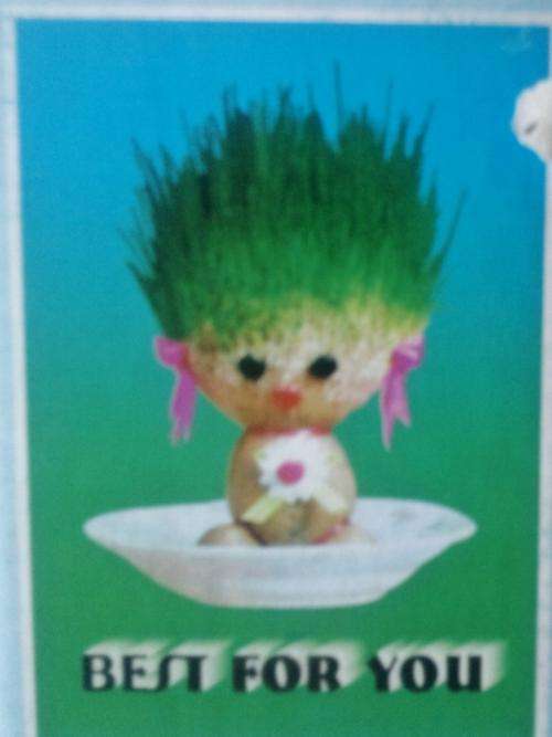 All time Favourite GRASS HEADS......Water them and watch them grow.