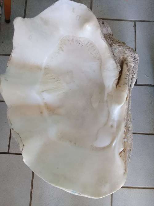 Seashell Giant Clam
