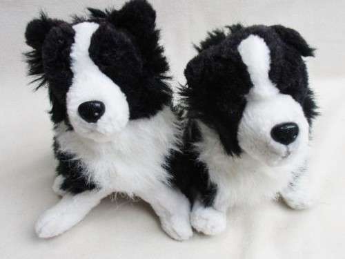 TWO SWEET BORDER COLLIES!!