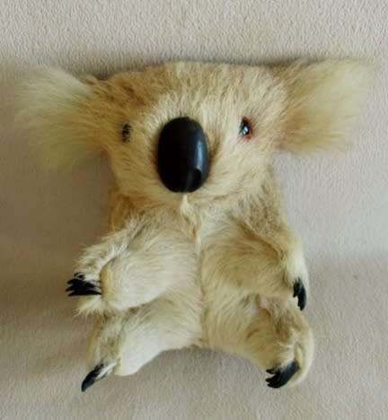 TWO RATHER SPECIAL KOALA BEARS