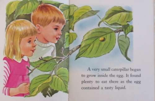 1967 HARDCOVER - A COLLECTABLE AND EDUCATIONAL BOOK - A MOTH IS BORN