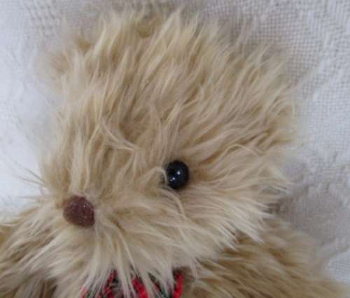 A CUTE LONG-HAIRED BEAR WITH A DECIDEDLY WEASEL-LIKE FACE!