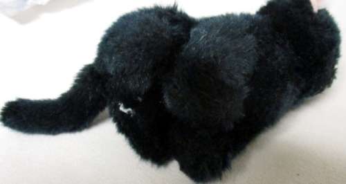 A SWEET LITTLE BLACK KITTY CAT