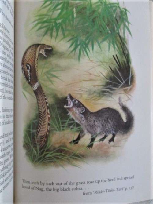 FOR BONJOURPARIS40 ONLY - 1983 HARD COVER PLUS DUST COVER - THE JUNGLE BOOK - GREAT CONDITION