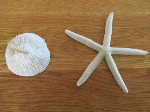 TWO UNUSUAL TREASURES FROM THE SEA - A STAR FISH AND A STRANGE SEA SHELL