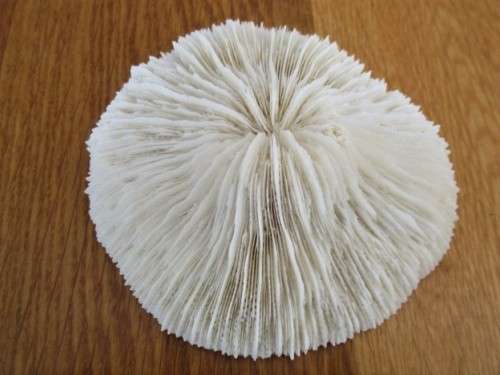 TWO UNUSUAL TREASURES FROM THE SEA - A STAR FISH AND A STRANGE SEA SHELL