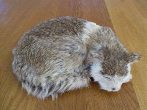 A REALISTIC SLEEPING CAT MADE FROM ARTIFICIAL "FUR"