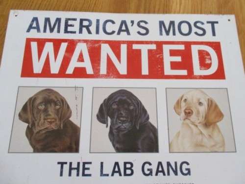 FOR THE DOG LOVER - LARGE METAL SIGN - AMERICA'S MOST WANTED/ THE LAB GANG - SUCH FUN!!