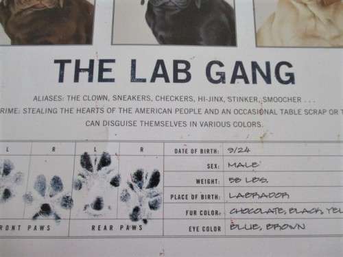 FOR THE DOG LOVER - LARGE METAL SIGN - AMERICA'S MOST WANTED/ THE LAB GANG - SUCH FUN!!