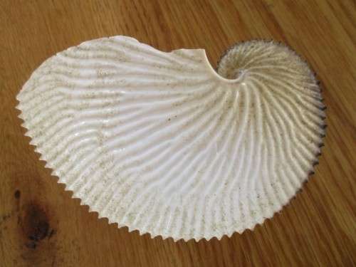 SO RARE!!  15CM ARGONAUT PAPER NAUTILUS SHELL (ACTUALLY FROM AN OCTOPUS)