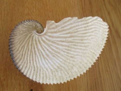 SO RARE!!  15CM ARGONAUT PAPER NAUTILUS SHELL (ACTUALLY FROM AN OCTOPUS)