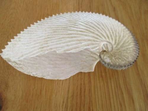 SO RARE!!  15CM ARGONAUT PAPER NAUTILUS SHELL (ACTUALLY FROM AN OCTOPUS)