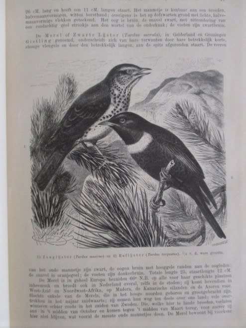 1902 - WONDERFUL, RARE BOOK OF INTEREST TO BIRD WATCHERS - HET LEVEN DER DIEREN - DE VOGELS