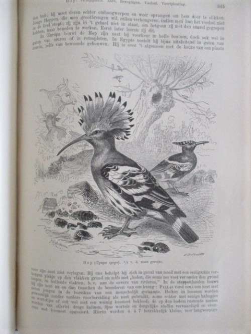 1902 - WONDERFUL, RARE BOOK OF INTEREST TO BIRD WATCHERS - HET LEVEN DER DIEREN - DE VOGELS
