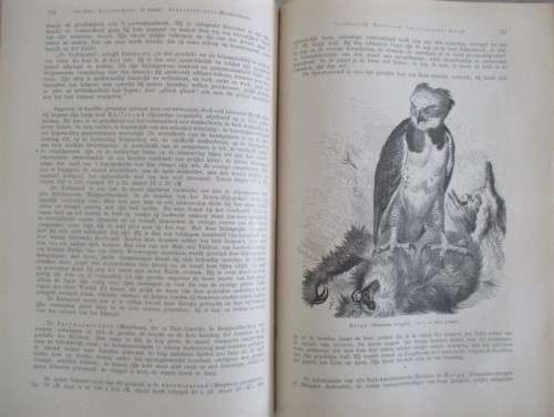1902 - WONDERFUL, RARE BOOK OF INTEREST TO BIRD WATCHERS - HET LEVEN DER DIEREN - DE VOGELS