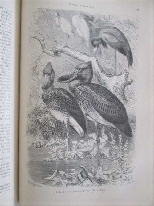 1902 - WONDERFUL, RARE BOOK OF INTEREST TO BIRD WATCHERS - HET LEVEN DER DIEREN - DE VOGELS