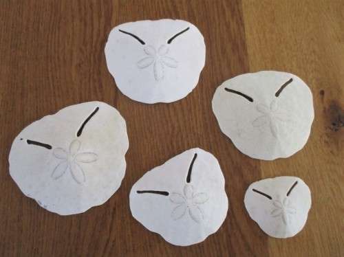 DELICATE AND RARE - FIVE SEA URCHIN PANSY/SAND DOLLAR SHELLS
