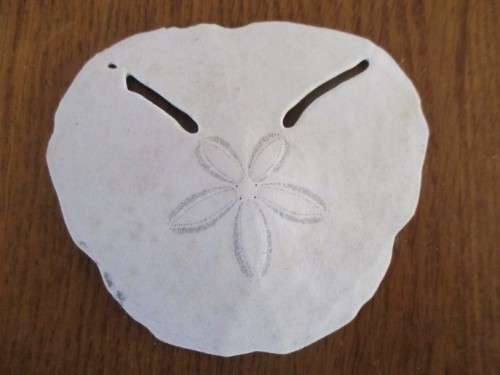 DELICATE AND RARE - FIVE SEA URCHIN PANSY/SAND DOLLAR SHELLS