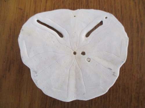 DELICATE AND RARE - FIVE SEA URCHIN PANSY/SAND DOLLAR SHELLS