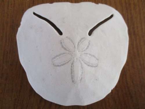 DELICATE AND RARE - FIVE SEA URCHIN PANSY/SAND DOLLAR SHELLS