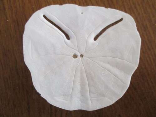 DELICATE AND RARE - FIVE SEA URCHIN PANSY/SAND DOLLAR SHELLS